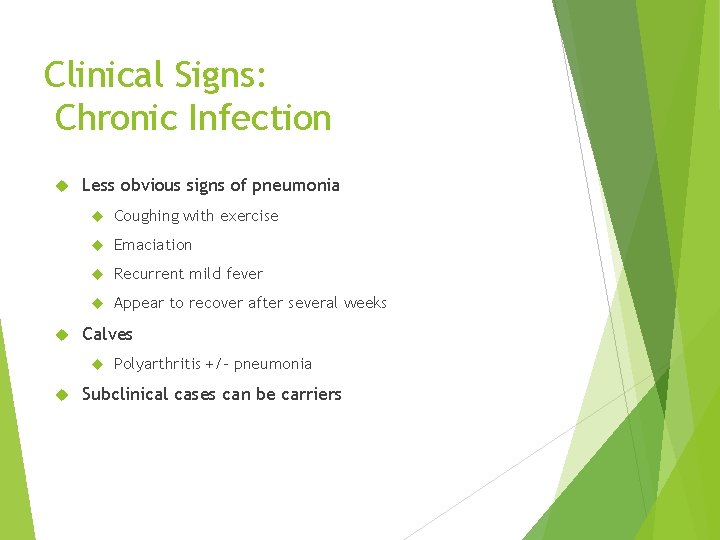 Clinical Signs: Chronic Infection Less obvious signs of pneumonia Coughing with exercise Emaciation Recurrent