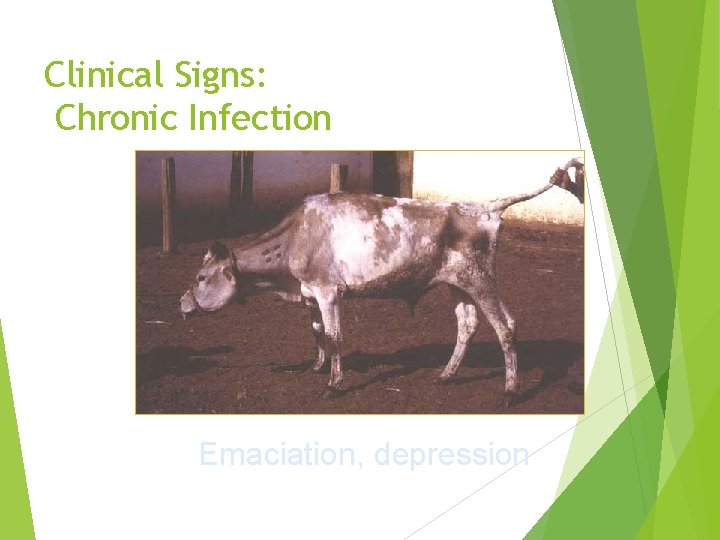 Clinical Signs: Chronic Infection Emaciation, depression 
