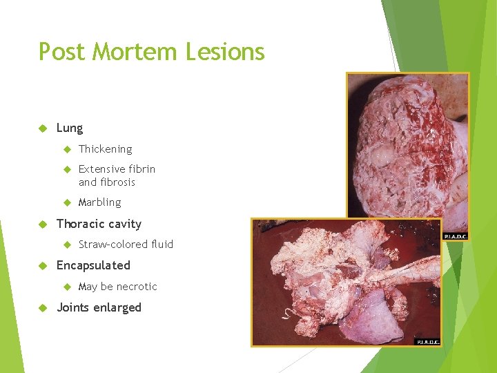 Post Mortem Lesions Lung Thickening Extensive fibrin and fibrosis Marbling Thoracic cavity Encapsulated Straw-colored