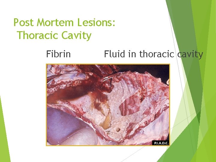 Post Mortem Lesions: Thoracic Cavity Fibrin Fluid in thoracic cavity 