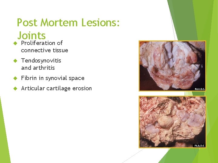 Post Mortem Lesions: Joints Proliferation of connective tissue Tendosynovitis and arthritis Fibrin in synovial
