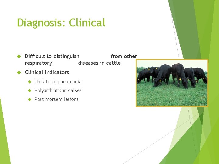 Diagnosis: Clinical Difficult to distinguish from other respiratory diseases in cattle Clinical indicators Unilateral
