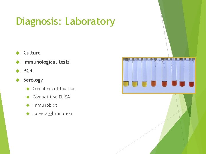 Diagnosis: Laboratory Culture Immunological tests PCR Serology Complement fixation Competitive ELISA Immunoblot Latex agglutination