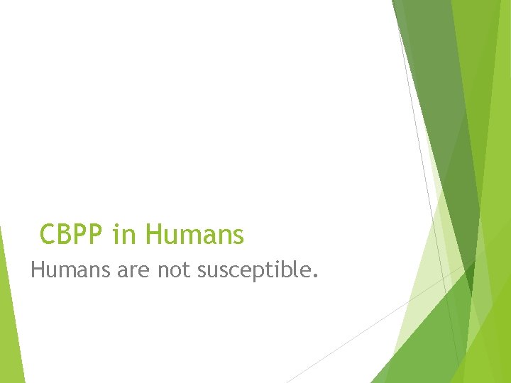 CBPP in Humans are not susceptible. 