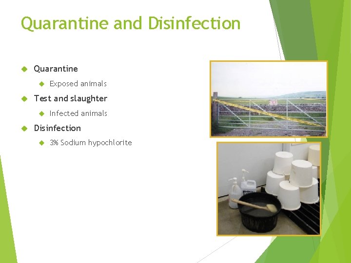 Quarantine and Disinfection Quarantine Test and slaughter Exposed animals Infected animals Disinfection 3% Sodium