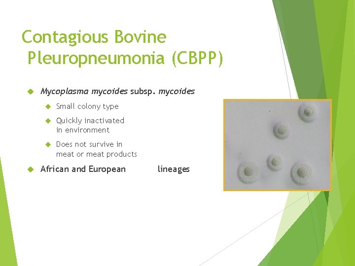 Contagious Bovine Pleuropneumonia (CBPP) Mycoplasma mycoides subsp. mycoides Small colony type Quickly inactivated in