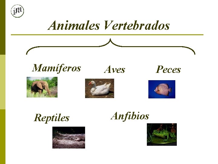 Animales Vertebrados Mamíferos Reptiles Aves Anfibios Peces 