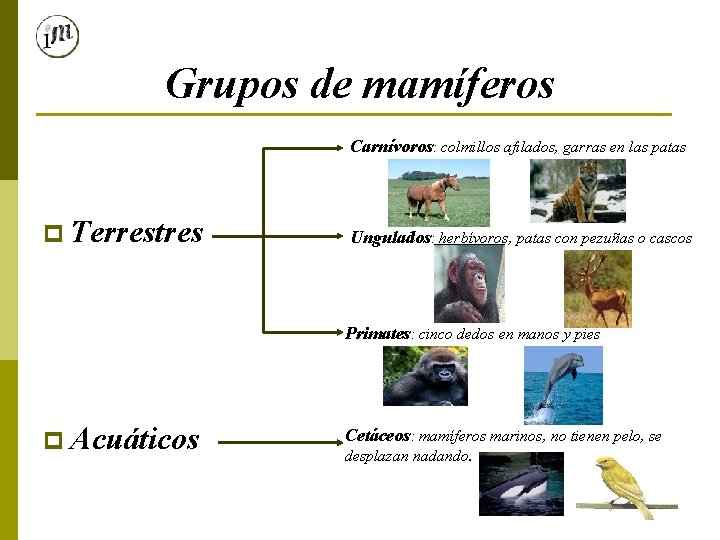 Grupos de mamíferos Carnívoros: colmillos afilados, garras en las patas p Terrestres Ungulados: herbívoros,
