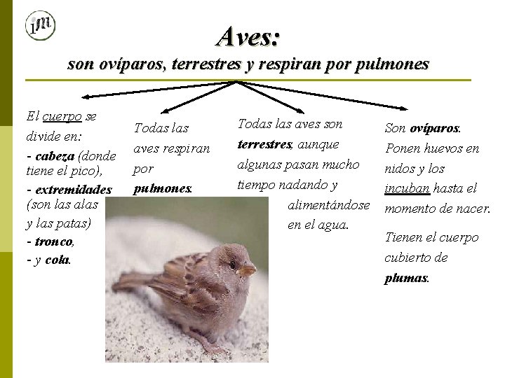 Aves: son ovíparos, terrestres y respiran por pulmones El cuerpo se divide en: -