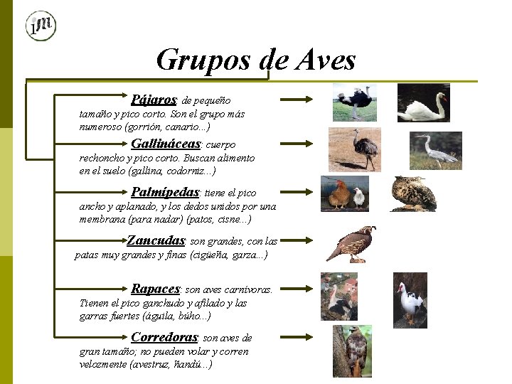 Grupos de Aves Pájaros: de pequeño tamaño y pico corto. Son el grupo más