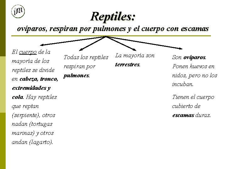 Reptiles: ovíparos, respiran por pulmones y el cuerpo con escamas El cuerpo de la