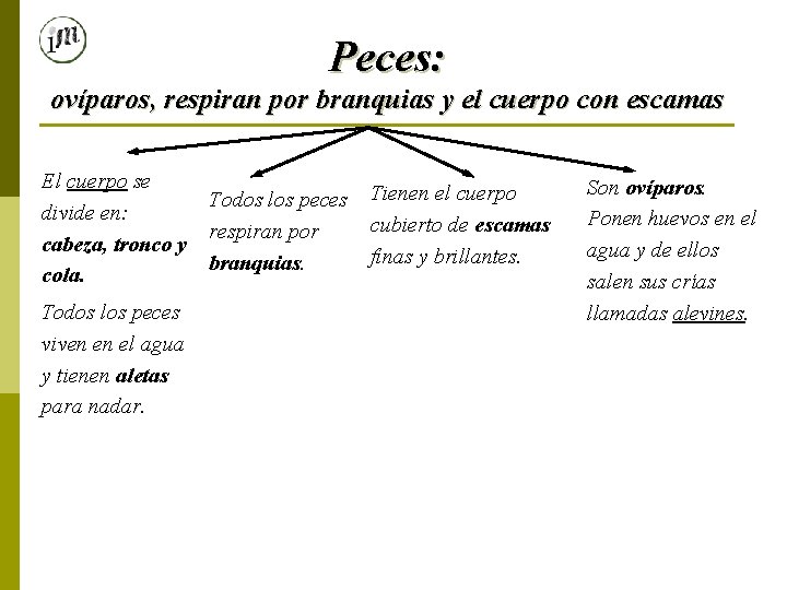 Peces: ovíparos, respiran por branquias y el cuerpo con escamas El cuerpo se divide