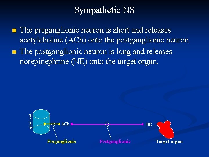 Sympathetic NS n The preganglionic neuron is short and releases acetylcholine (ACh) onto the