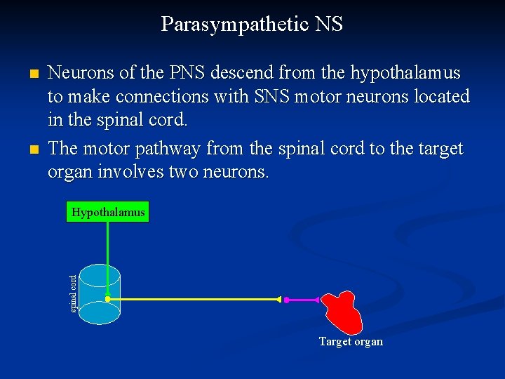 Parasympathetic NS n Neurons of the PNS descend from the hypothalamus to make connections