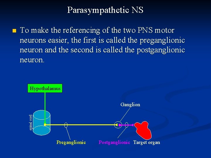 Parasympathetic NS To make the referencing of the two PNS motor neurons easier, the