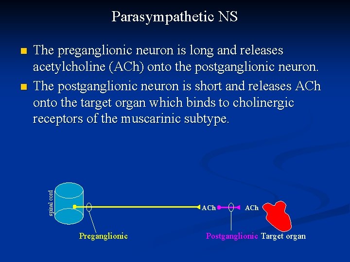 Parasympathetic NS n The preganglionic neuron is long and releases acetylcholine (ACh) onto the