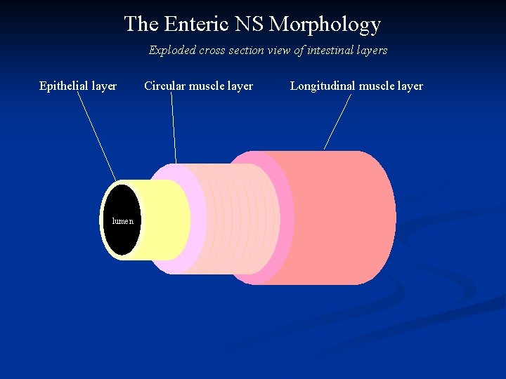 The Enteric NS Morphology Exploded cross section view of intestinal layers Epithelial layer lumen