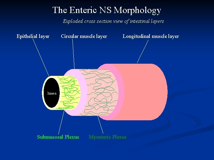 The Enteric NS Morphology Exploded cross section view of intestinal layers Epithelial layer Circular
