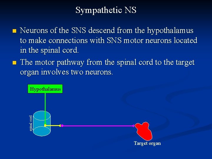 Sympathetic NS n Neurons of the SNS descend from the hypothalamus to make connections