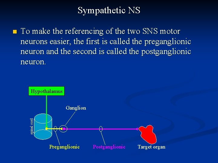 Sympathetic NS To make the referencing of the two SNS motor neurons easier, the