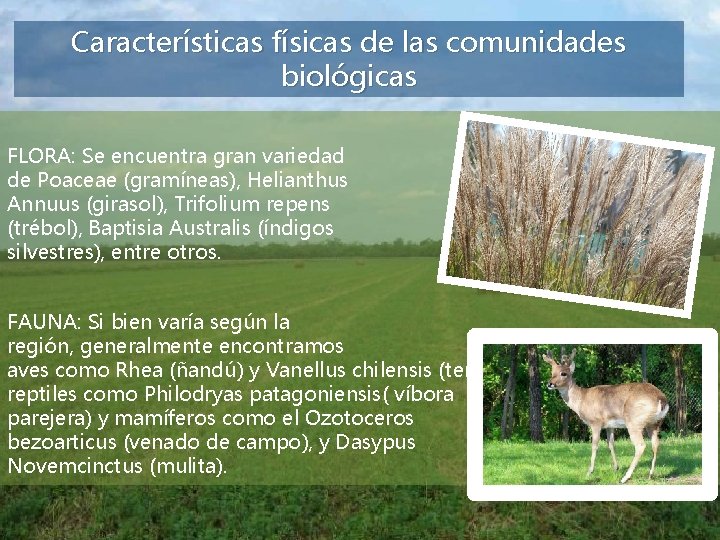Características físicas de las comunidades biológicas FLORA: Se encuentra gran variedad de Poaceae (gramíneas),