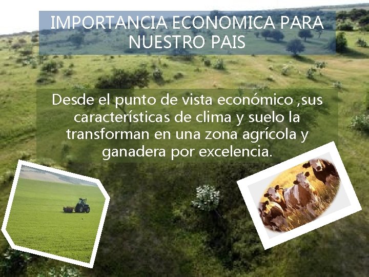 IMPORTANCIA ECONOMICA PARA NUESTRO PAIS Desde el punto de vista económico , sus características