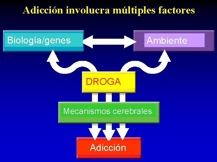 Adicción involucra múltiples factores Biología/genes Ambiente DROGA Mecanismos cerebrales Adicción 