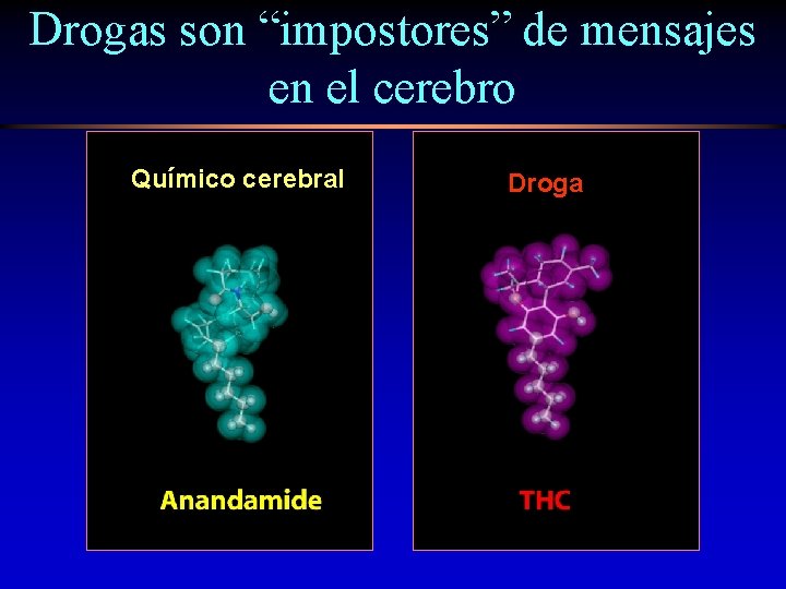 Drogas son “impostores” de mensajes en el cerebro Químico cerebral Droga 