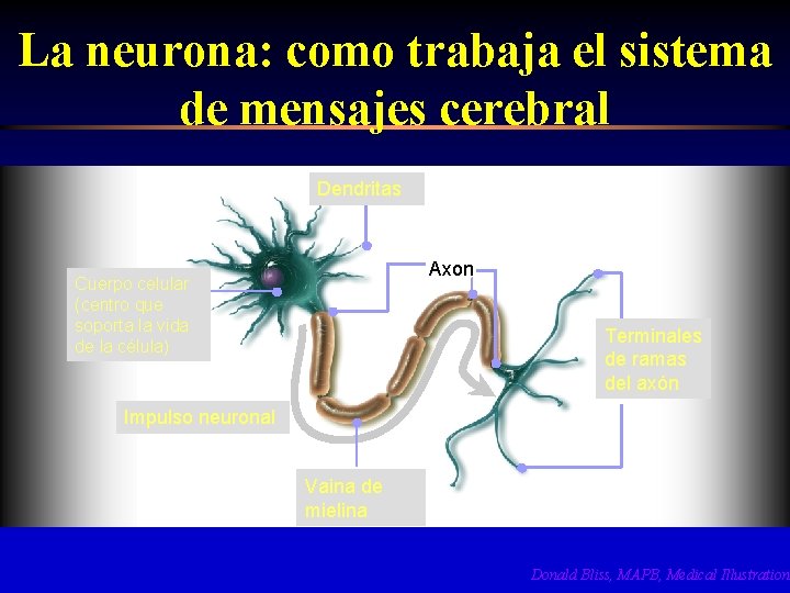 La neurona: como trabaja el sistema de mensajes cerebral Dendritas Dendrites Axon Cuerpo celular