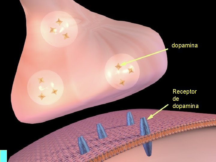 dopamina Receptor de dopamina 
