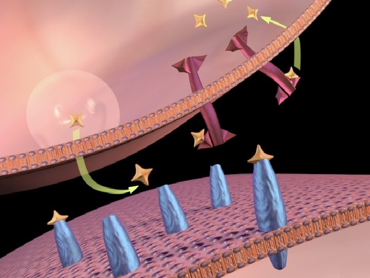 dopamine transporters 