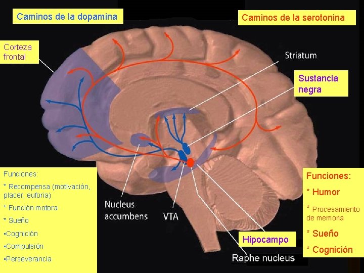 Caminos de la dopamina Caminos de la serotonina Corteza frontal Sustancia negra Funciones: *