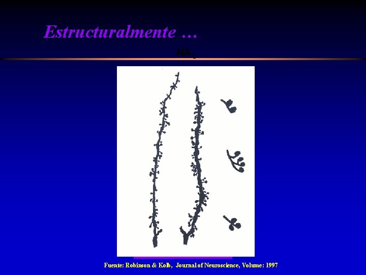 Estructuralmente … NAC Salina Amph Anfetamina Saline Fuente: Robinson & Kolb, Journal of Neuroscience,