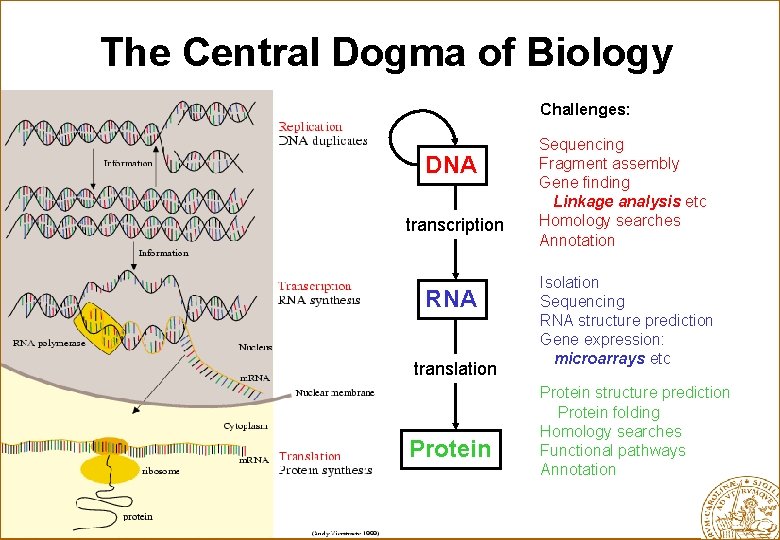 The Central Dogma of Biology Challenges: DNA transcription RNA translation Protein Sequencing Fragment assembly