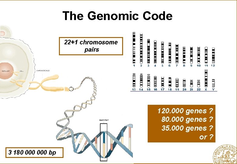The Genomic Code 22+1 chromosome pairs 120. 000 genes ? 80. 000 genes ?
