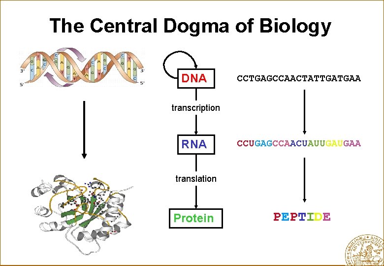 The Central Dogma of Biology DNA CCTGAGCCAACTATTGATGAA transcription RNA CCUGAGCCAACUAUUGAUGAA translation Protein PEPTIDE 