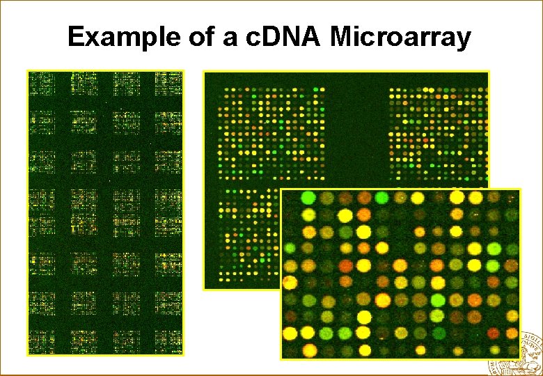 Example of a c. DNA Microarray 