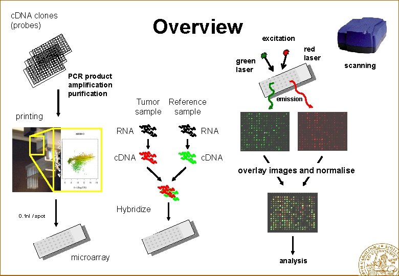 c. DNA clones (probes) Overview excitation red laser green laser PCR product amplification purification