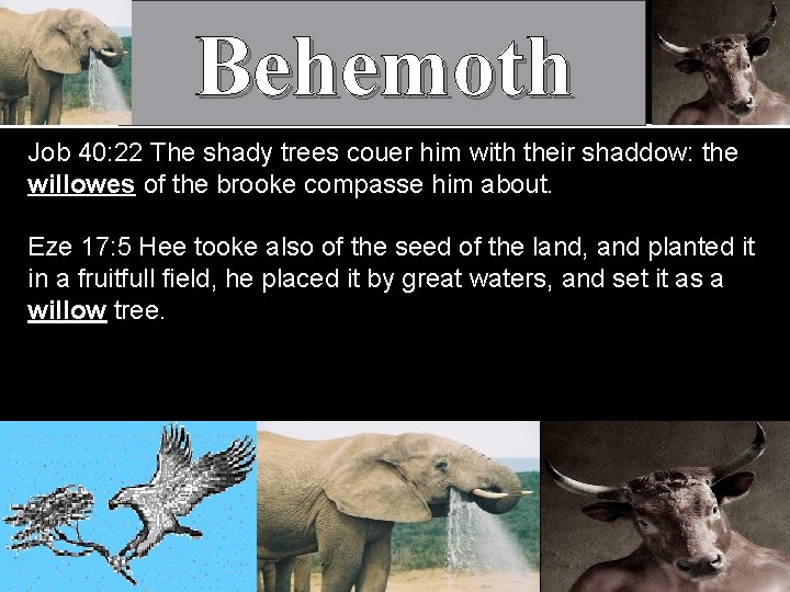 Behemoth Job 40: 22 The shady trees couer him with their shaddow: the willowes