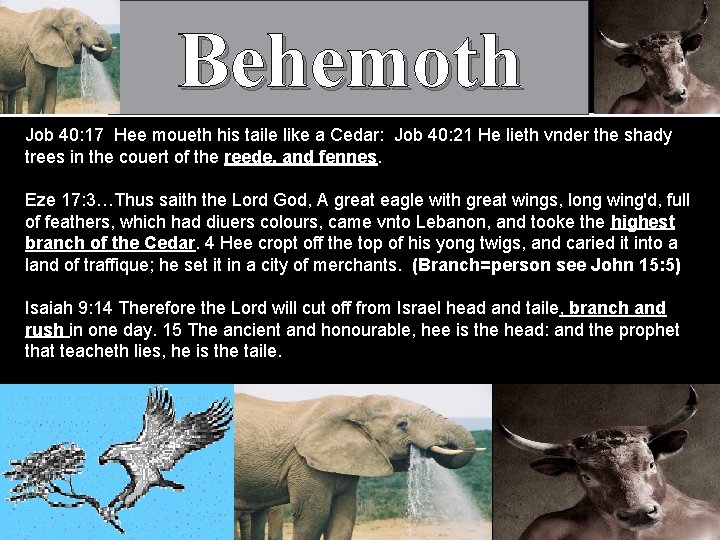 Behemoth Job 40: 17 Hee moueth his taile like a Cedar: Job 40: 21