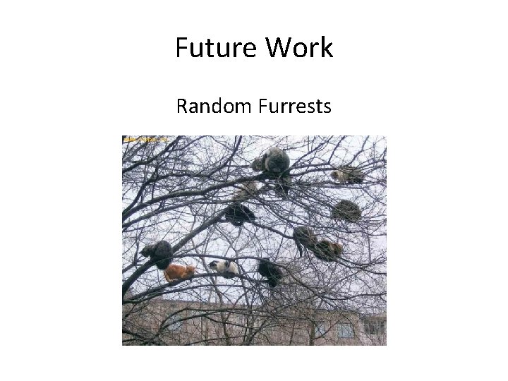 Future Work Random Furrests 