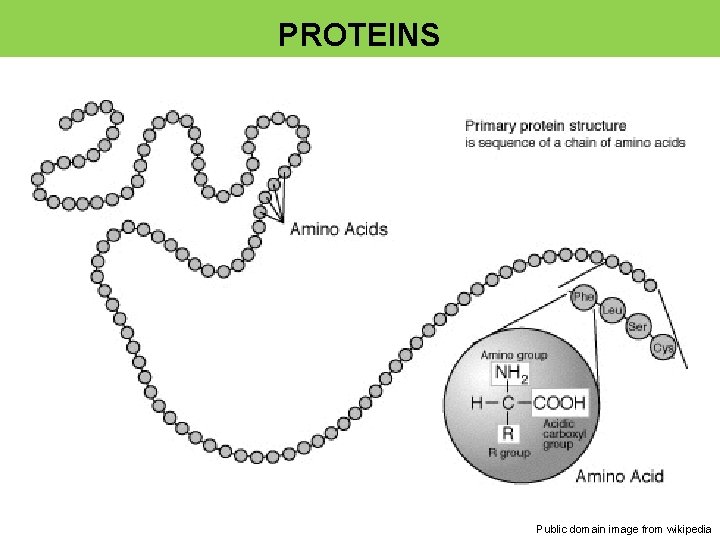 PROTEINS Public domain image from wikipedia 