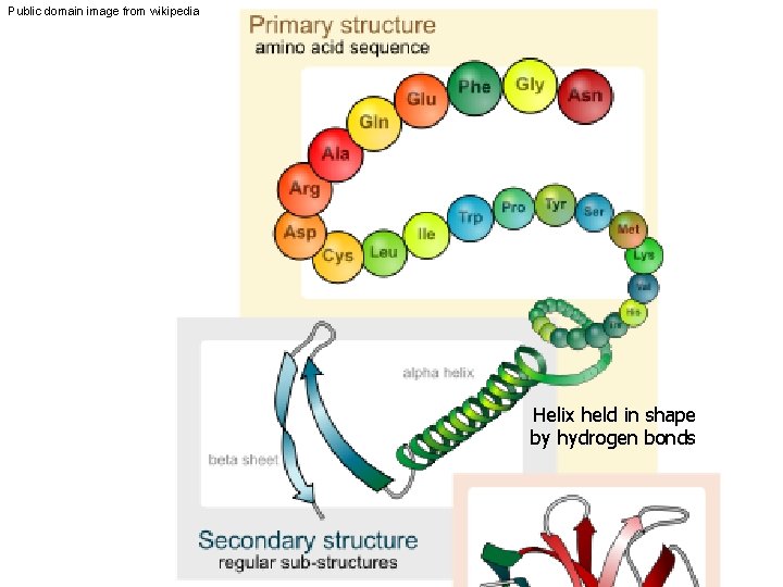 Public domain image from wikipedia Helix held in shape by hydrogen bonds 