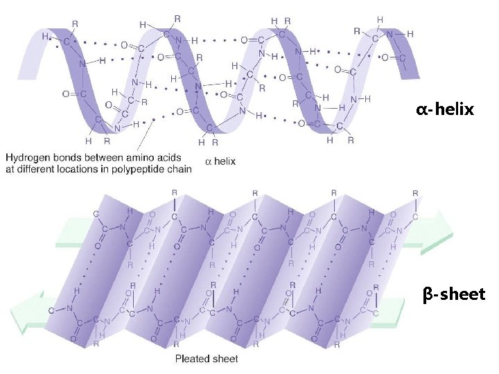 α-helix β-sheet 