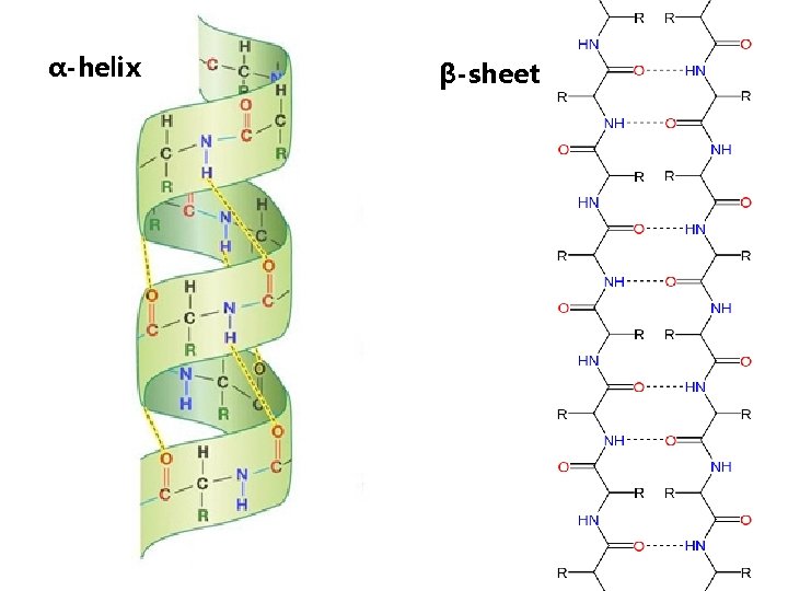 α-helix β-sheet 