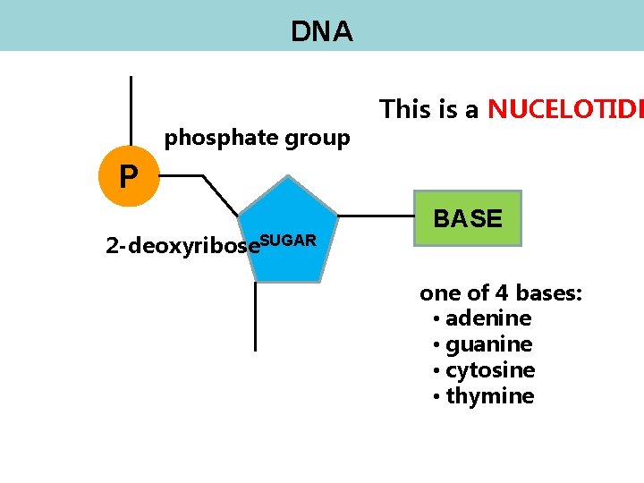 DNA phosphate group This is a NUCELOTIDE P 2 -deoxyribose. SUGAR BASE one of