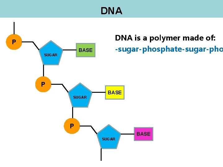 DNA P BASE SUGAR DNA is a polymer made of: -sugar-phosphate-sugar-pho P BASE SUGAR