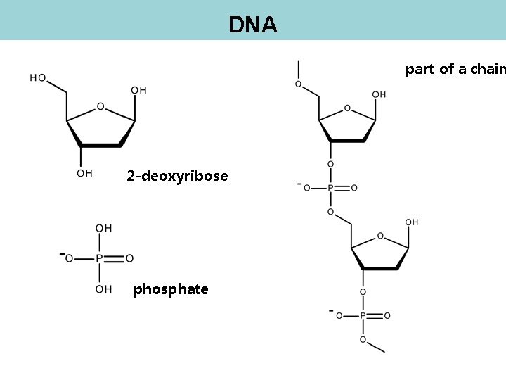 DNA part of a chain 2 -deoxyribose phosphate 