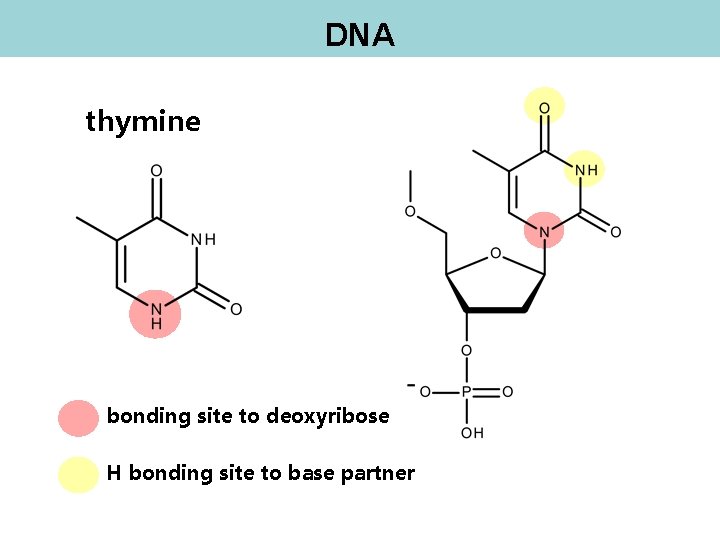 DNA thymine bonding site to deoxyribose H bonding site to base partner 