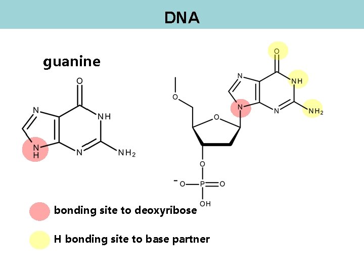 DNA guanine bonding site to deoxyribose H bonding site to base partner 